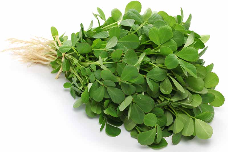 Bunch of fenugreek leaves on a white background.